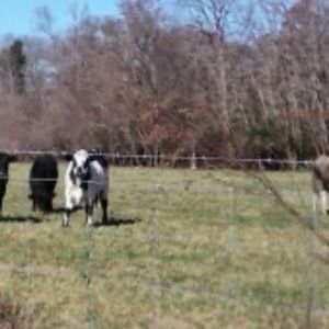 Meet your Posher, Glenda